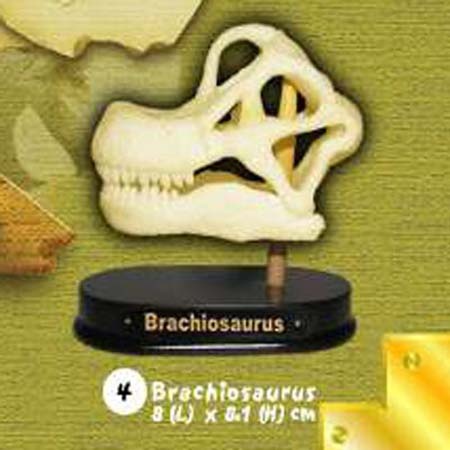 공룡두개골발굴 - 브라키오사우루스(소형)