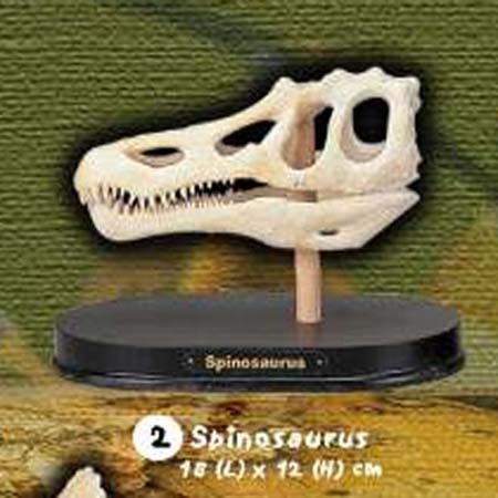 공룡두개골발굴 - 스피노사우루스(대형)