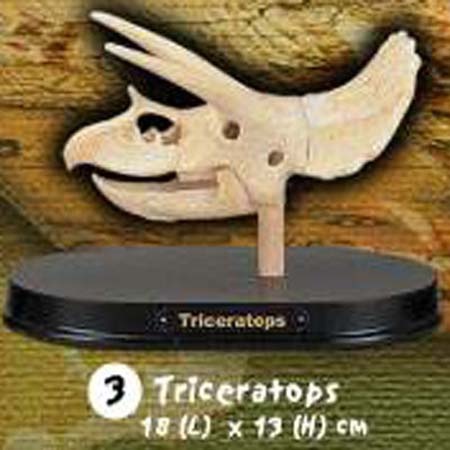 공룡두개골발굴 - 트리케라톱스(대형)