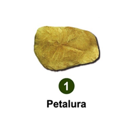 곤충화석발굴 - 고대잠자리 Petalura