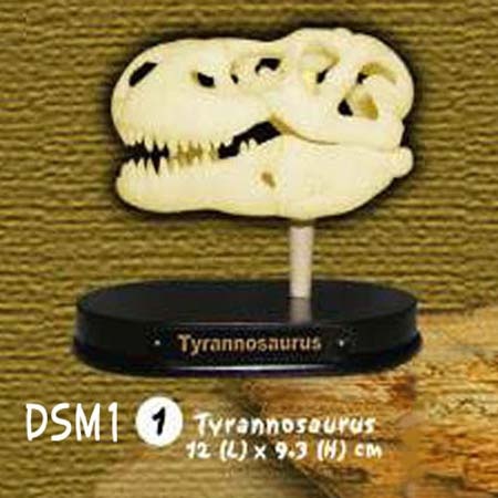 공룡두개골발굴 - 티라노사우루스(중형)