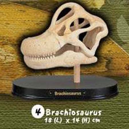 공룡두개골발굴 - 브라키오사우루스(대형)