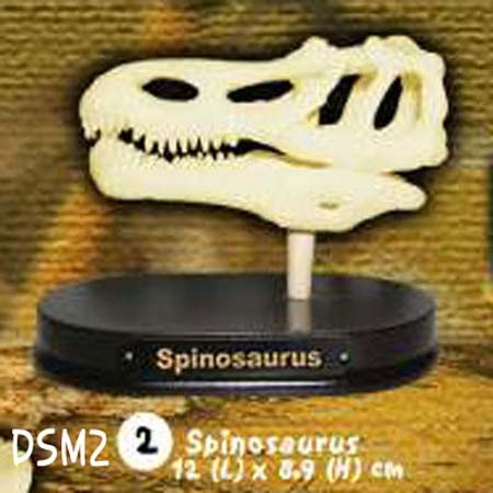공룡두개골발굴 -스피노사우루스(중형)