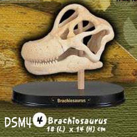공룡두개골발굴 - 브라키오사우루스(중형)