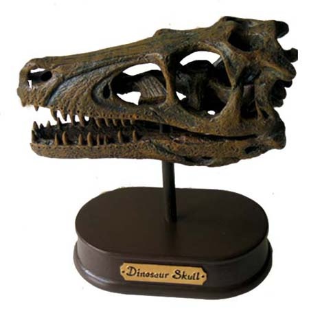 공룡두개골발굴(특대형) - 벨로시랩터