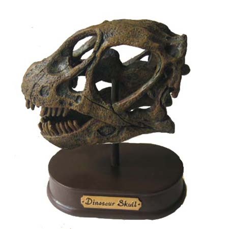 공룡두개골발굴(특대형) - 브라키오사우루스