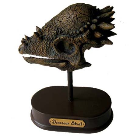 공룡두개골발굴(특대형) - 파키케팔로사우루스