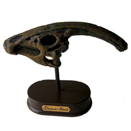 공룡두개골발굴(특대형) - 파라사우로로푸스