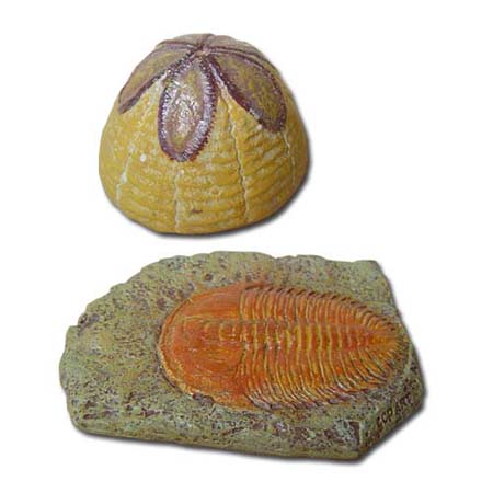 Hardouinia&amp;삼엽충 화석