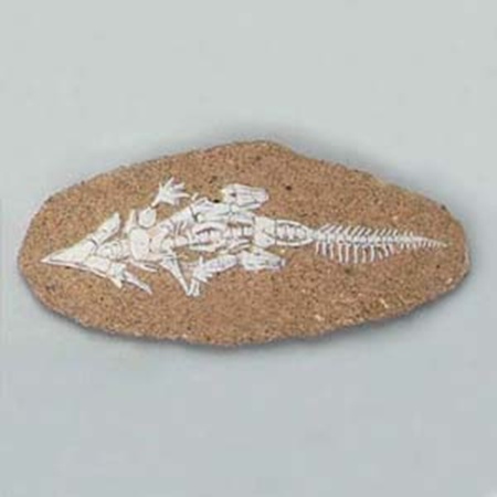 공룡화석발굴 -프로토케라톱스