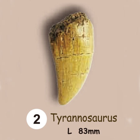 이빨화석발굴 - 티라노사우루스 Tyrannosaurus
