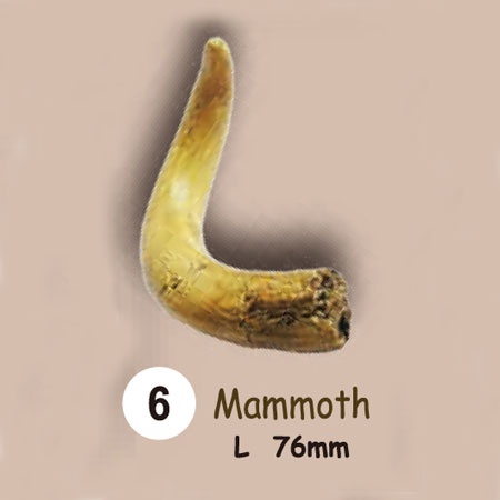 이빨화석발굴 - 맘모스 Mammoth