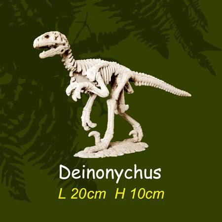 공룡뼈발굴 - 데이노니쿠스(대형)