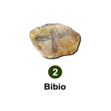 곤충화석발굴 - 고대털파리 Bibio