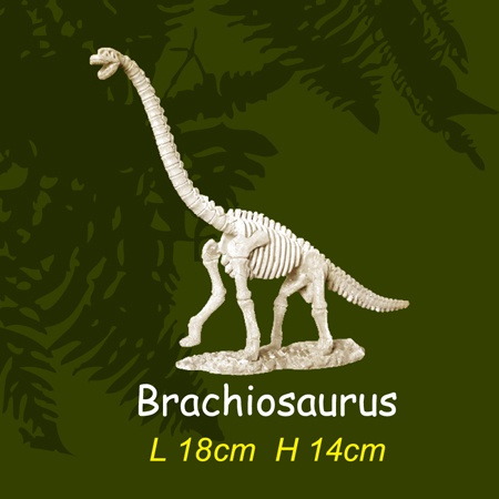 공룡뼈발굴 - 브라키오사우루스(대형)