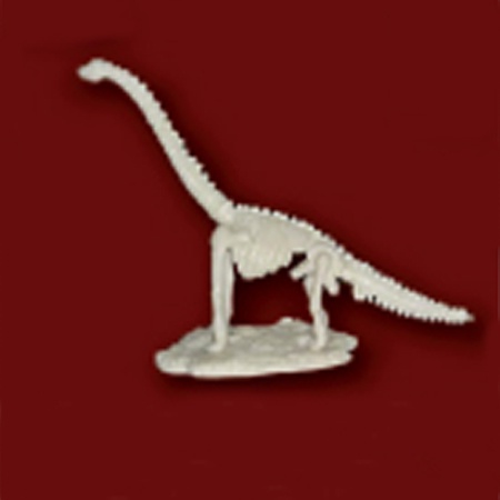 공룡뼈발굴 - 브라키오사우루스(중형)