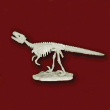 공룡뼈발굴 - 데이노니쿠스(중형)