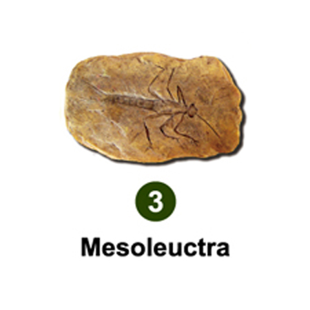 곤충화석발굴 - 고대모기 Mesoleuctra