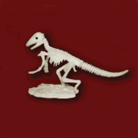 공룡뼈발굴 - 세테고세라스(중형)