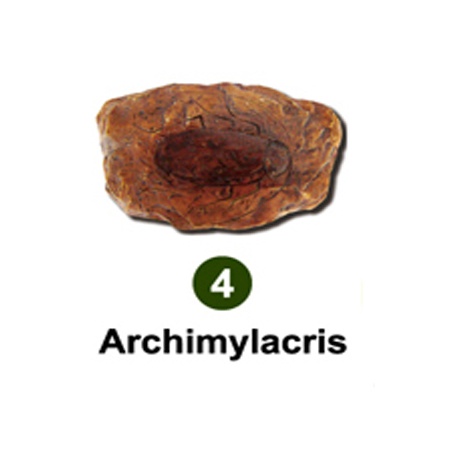 곤충화석발굴 - 고대바퀴벌레 Archimylacris