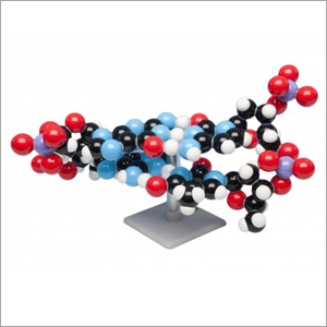 Molymod DNA 3D 2층 분자모형
