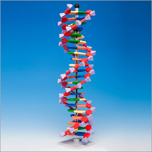 Molymod 22 염기쌍 DNA 분자모형
