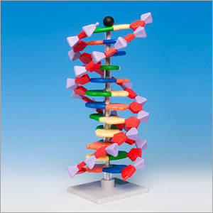Molymod 12 염기쌍 DNA 분자모형