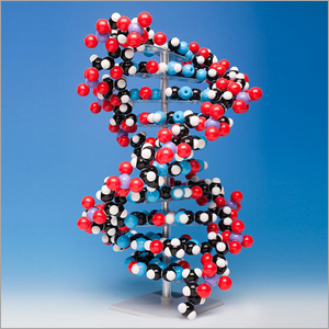 몰리모드 DNA 분자모형/DNA MODEL