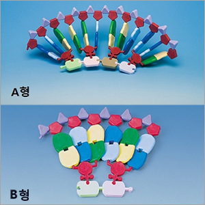 (몰리모드 영국정품) RNA 분자 모형 (12염기쌍/24염기쌍 RNA 단백질 합성)