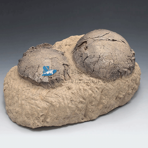 공룡알(2알)화석