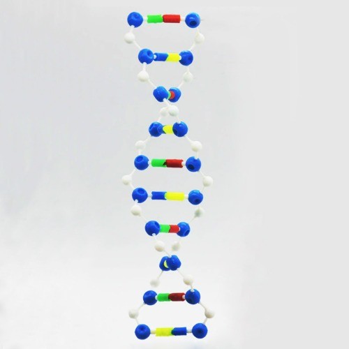 DNA 이중나선 입체모형(케이스형)