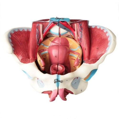 인체 여성 골반저근육 및 신경혈관 모형
