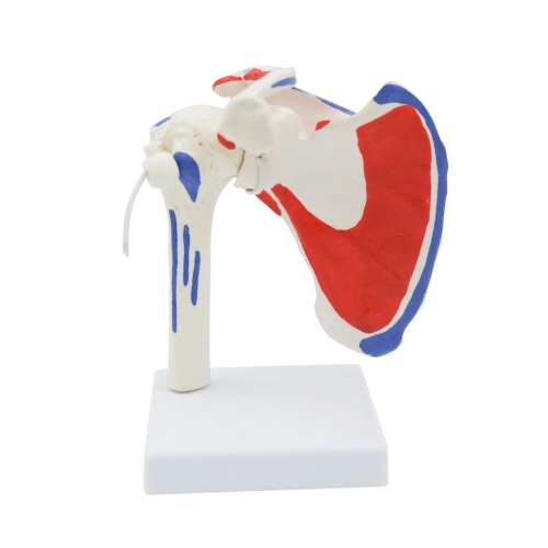 인체 컬러 어깨관절 모형(분리형)