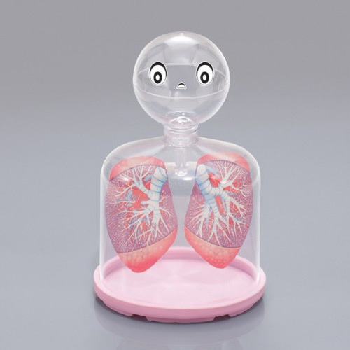 호흡의 구조 모형(허파실험장치)