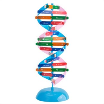 DNA이중나선 입체모형키트