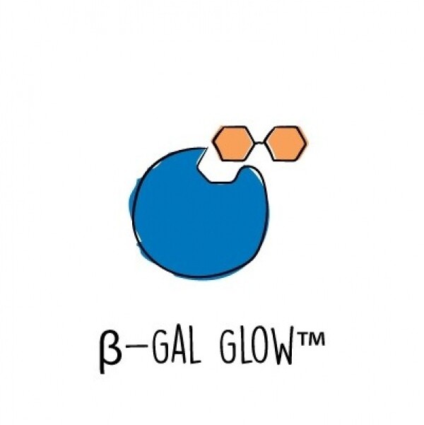 β-Gal 효소형광실험