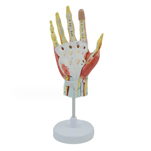 인체 손 혈관 및 신경 근육 분리모형(7pcs)R
