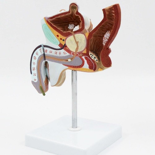 인체 남성 비뇨생식기계 병리학적 모형(1:1)R