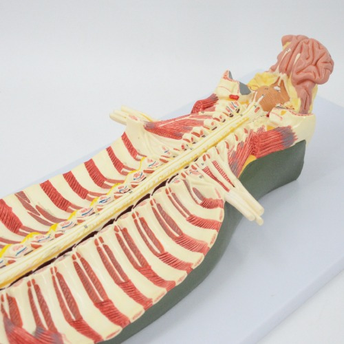 인체 척수 및 척수신경 모형R
